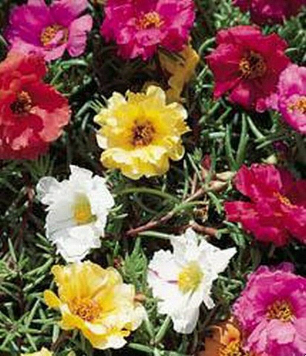 WsiniMoss Rose Portulaca Grandiflora Mixed Colors 200 seeds