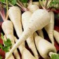 WsiniParsnip Early Harris 100 Seeds