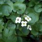 WsiniWatercress 100 Seeds