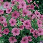 WsiniViscaria  Rose Angel 100 Seeds