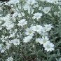 WsiniSnow in Summer Cerastium Tomentosum 200 seeds