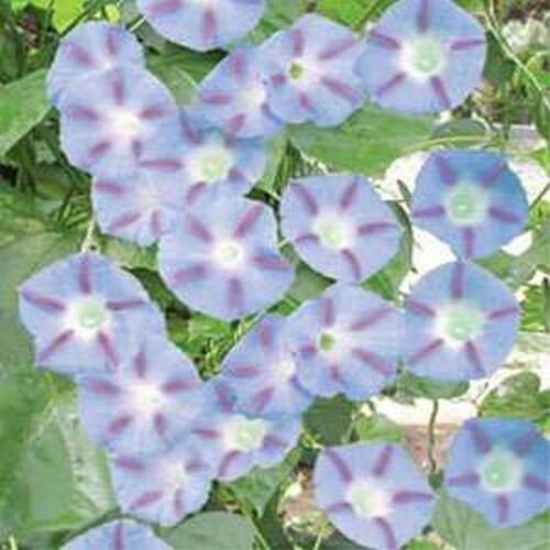 WsiniMorning Glory Caprice 15 Seeds