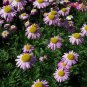 WsiniChrysanthemum Coccineum Robinson's Rose 200 Seeds