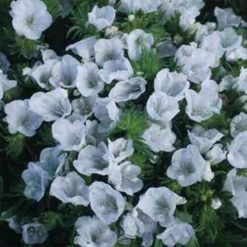 WsiniViper's Bugloss  Echium Plantagineum White Bedder 50 seeds