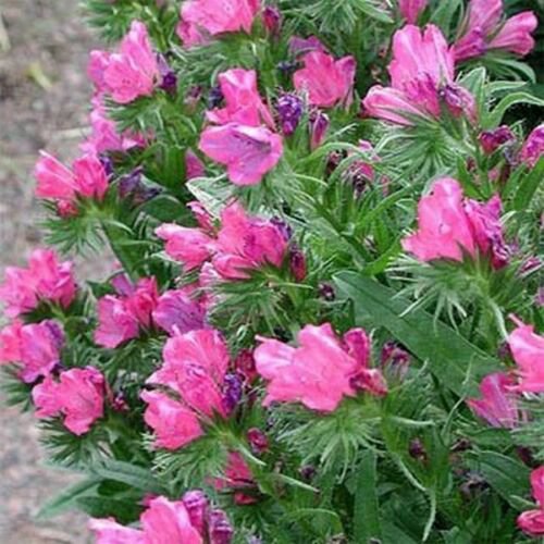 WsiniViper's Bugloss  Echium Plantagineum Rose Bedder 50 seeds