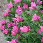WsiniViper's Bugloss Echium Plantagineum Rose Bedder 50 seeds