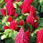 WsiniCelosia Celosia Plumosa  Scarlet 25 seeds