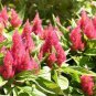 Wsini Celosia Plumosa  Pink 25 seeds