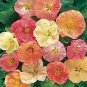 WsiniAbutilon Hybridum Bellvue Mix 50 Seeds