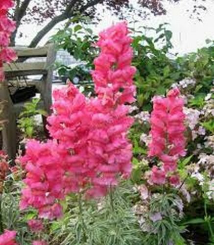 WsiniSnapdragon Pink 100 seeds