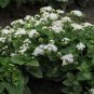 WsiniAgeratum Mexicanum White 100 Seeds