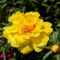 WsiniMoss Rose Portulaca Grandiflora Yellow  200 seeds