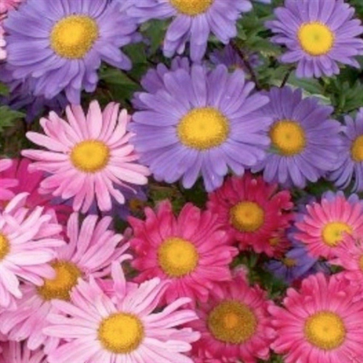 WsiniAster Alpinus Single Mix 50 Seeds