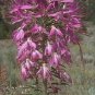 WsiniRocky Mountain Bee Plant Cleome 50 Seeds