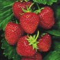 WsiniStrawberry One Time Fragaria Ananassa 25 Seeds