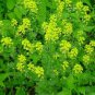 WsiniMustard Black Brassica Nigra 100 Seeds