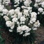 WsiniLychnis Viscaria Splendens Snowstar 400 Seeds