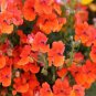WsiniNemesia Strumosa Orange Prince 100 seeds