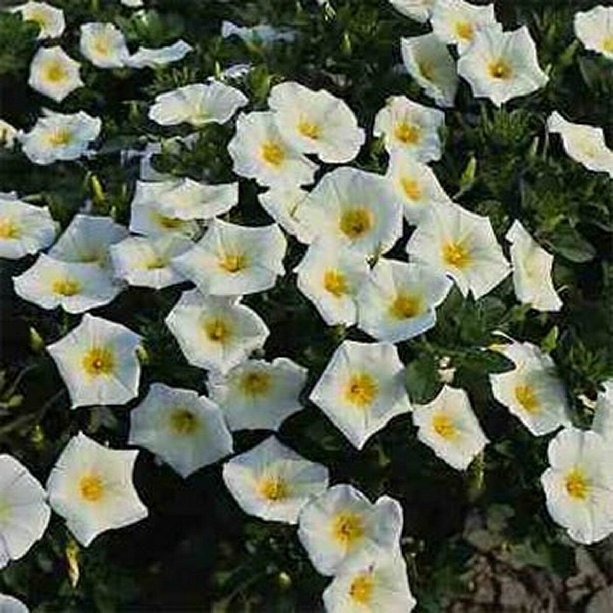 WsiniMorning Glory Ensign  White Convolvulus Tricolor Minor 50 seeds
