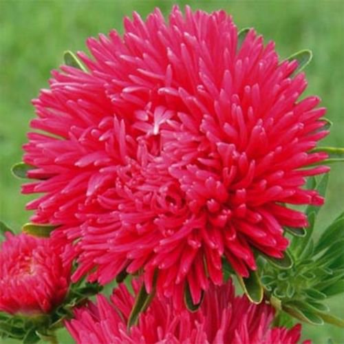 WsiniAster Callistephus Tall Paeony Duchess Scarlet 50 Seeds