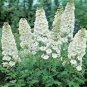 WsiniDelphinium Consolida White King 50 seeds