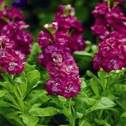 WsiniStock Matthiola Incana Ten Week Crimson 50 Seeds