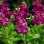 WsiniStock Matthiola Incana Ten Week Crimson 50 Seeds