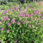 WsiniMonarda Fistulosa Mint Bee Balm50 Seeds