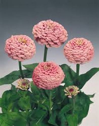 WsiniZinnia Elegans Luminosa Pink 100 Seeds