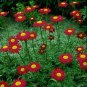 WsiniChrysanthemum CoccineumRobinson's Red 200 Seeds
