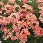 WsiniVerbena Nana Compacta Apricot 50 Seeds