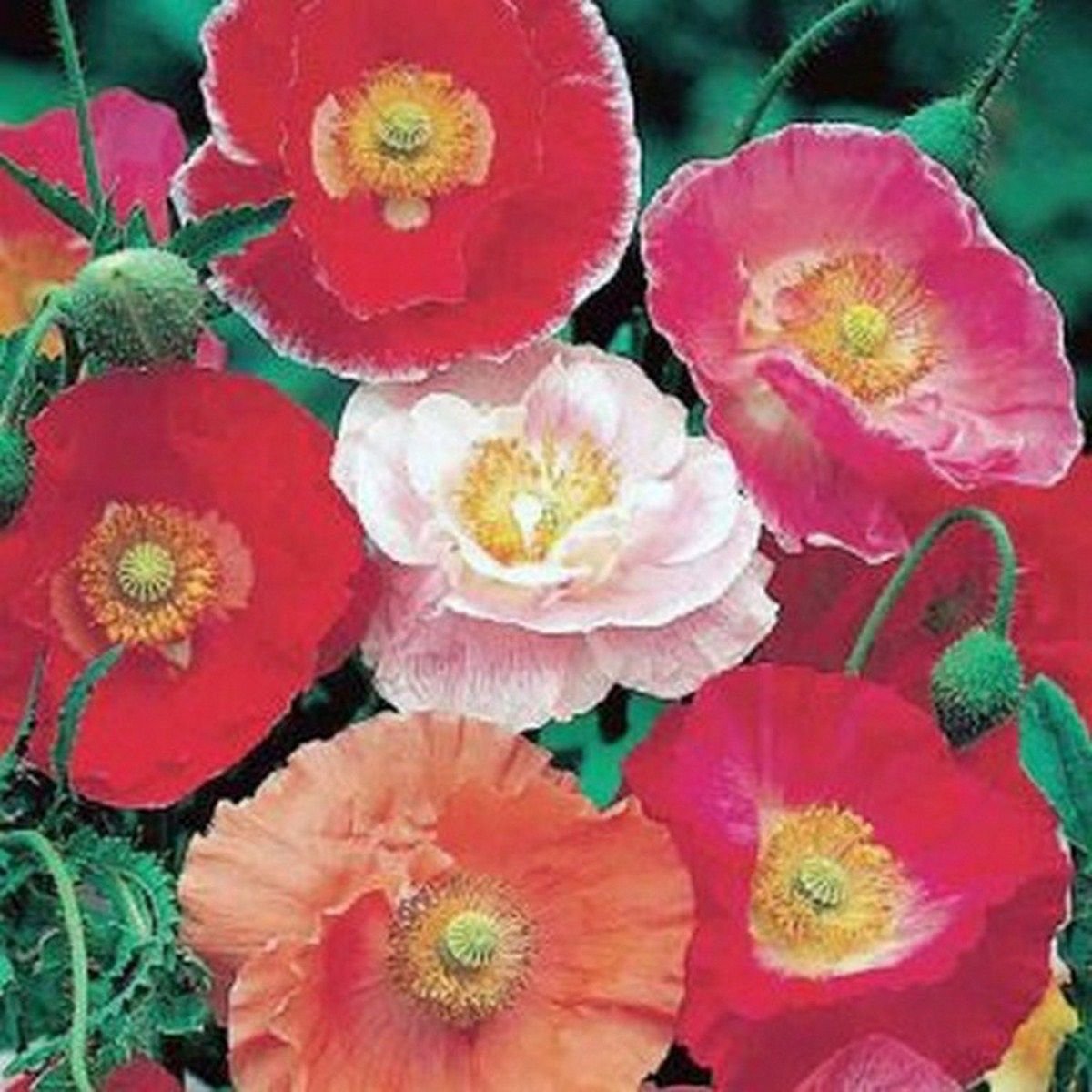 WsiniPoppy Shirley Mix 1000 Seeds