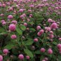 WsiniGomphrena Globosa Rose 50 Seeds