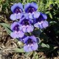 WsiniPenstemon Showy Blue 100 Seeds