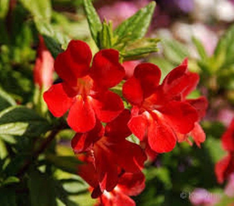 WsiniMimulus Hybridus F2 Twinkle Red 100 seeds