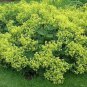 WsiniLady's Mantle Achemilla Mollis 50 Seeds