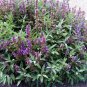 WsiniSage BroadleafSalvia Officinalis 100 Seeds