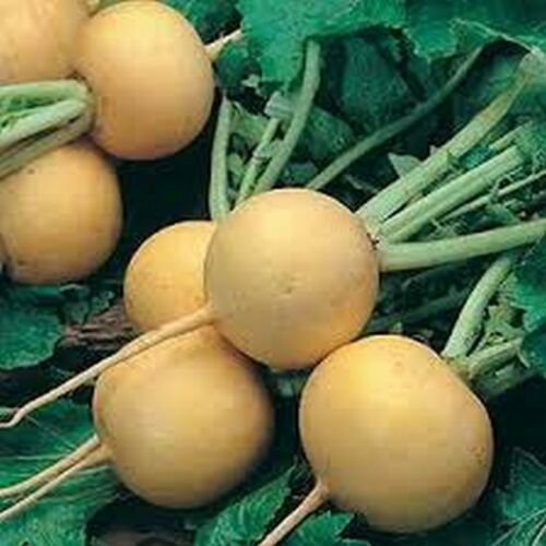 WsiniTurnip Amber globe 100 Seeds