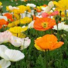 Wsini Poppy Alpine Mix 200 Seeds