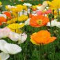 Wsini Poppy Alpine Mix 200 Seeds