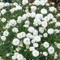 Wsini Yarrow The Pearl Achillea 200 seeds