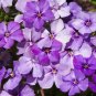 Wsini Phlox Blue BeautyDrummondii Nana Compacta 100 Seeds