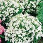 Wsini Lobelia Erinus White Lady 100 seeds
