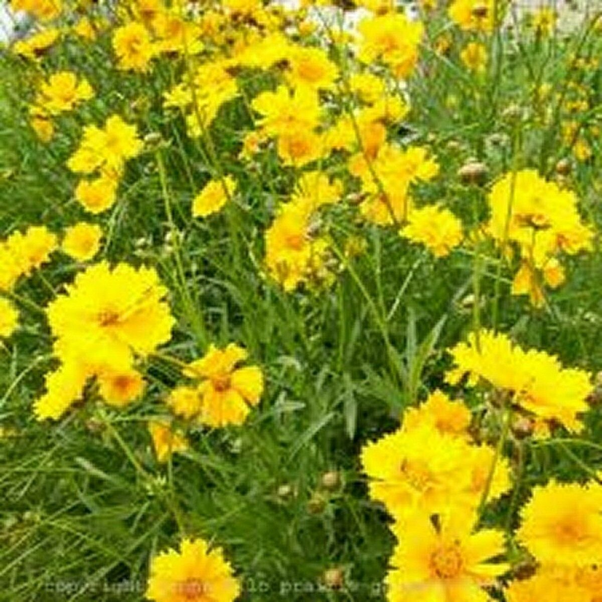 Wsini Coreopsis  Lance Leaf Lanceolata 200 Seeds