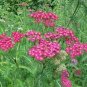Wsini YarrowCerise Achillea 250 seeds
