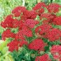 Wsini Yarrow Red Achillea 250 seeds