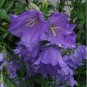 Wsini Bellflower Campanula Persicifolia Blue 100 Seeds