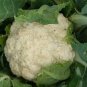 WsiniCauliflower Snowball 100 Seeds