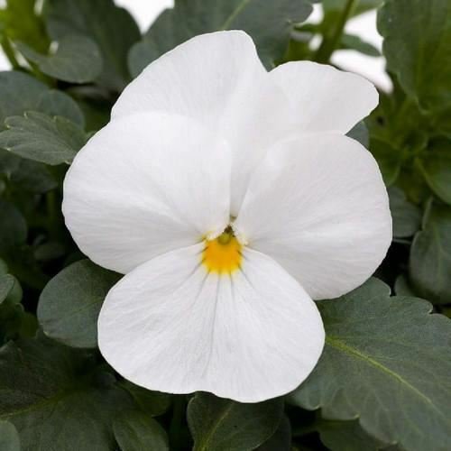 Wsini Viola Cornuta White Perfection 50 Seeds
