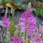 Wsini Obedient Plant Physostegia Virginiana Pink 50 seeds